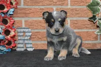 Letty #5, a female Australian Cattle Dog for sale in Canton, TX – 1 of 3