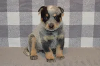 Letty #5, a female Australian Cattle Dog for sale in Canton, TX – 2 of 3