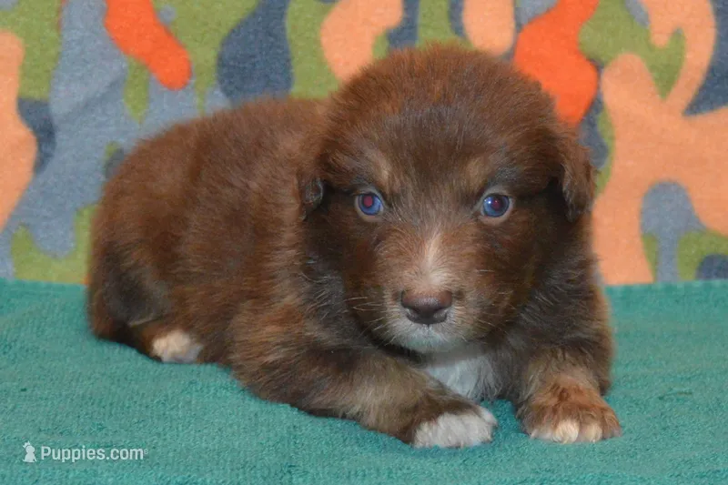 Roja #7 – Australian Shepherd puppy for sale in Canton, TX