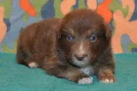 Roja #7, a male Australian Shepherd for sale in Canton, TX – 1 of 2