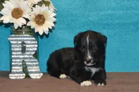 Onyx #1, a male Australian Shepherd for sale in Canton, TX – 3 of 4