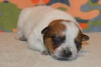 Teeter #5, a male Australian Cattle Dog for sale in Canton, TX – 7 of 7