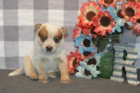 Zona #3, a male Australian Cattle Dog for sale in Canton, TX – 4 of 6