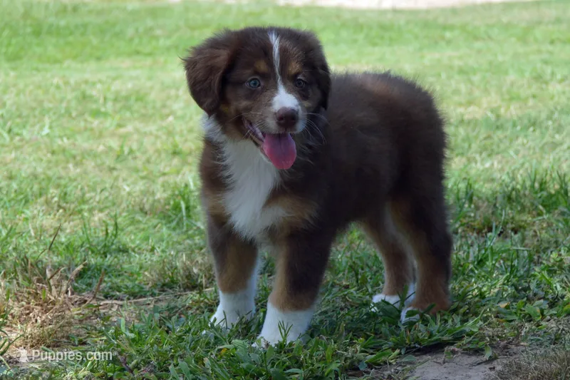 Kora #9 – Australian Shepherd puppy for sale in Canton, TX