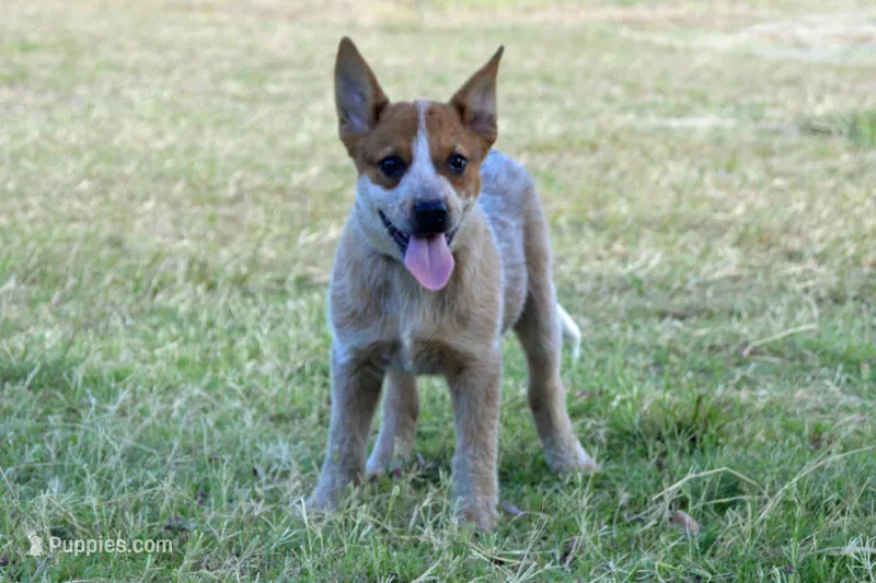 Teeter #2 – Australian Cattle Dog puppy for sale in Canton, TX