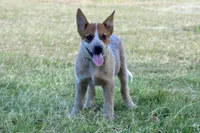 Teeter #2, a male Australian Cattle Dog for sale in Canton, TX – 1 of 9