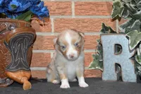 Kelcie #1, a male Australian Shepherd for sale in Canton, TX – 4 of 5