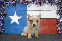 Zona #6, a female Australian Cattle Dog for sale in Canton, TX – 2 of 5