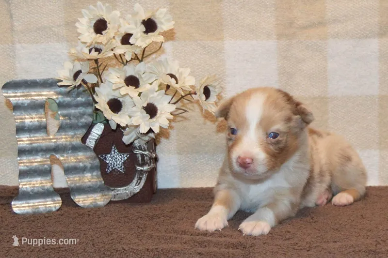 Kelcie #1 – Australian Shepherd puppy for sale in Canton, TX