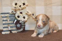 Kelcie #1, a male Australian Shepherd for sale in Canton, TX – 5 of 5