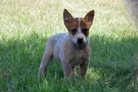 Teeter #2, a male Australian Cattle Dog for sale in Canton, TX – 4 of 9
