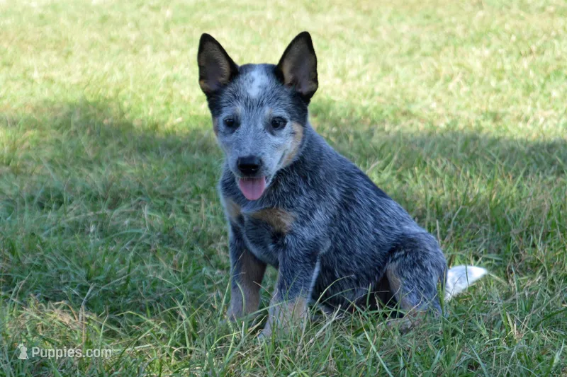 Zona #4 – Australian Cattle Dog puppy for sale in Canton, TX