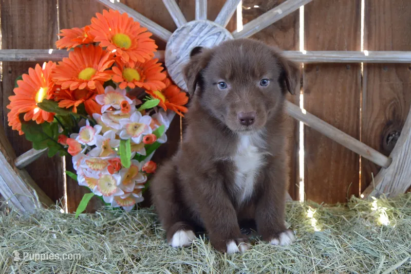 Onyx #3 – Australian Shepherd puppy for sale in Canton, TX