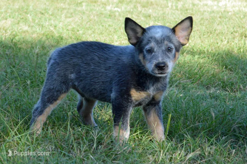 Zona #2 – Australian Cattle Dog puppy for sale in Canton, TX