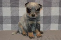 Letty#7, a female Australian Cattle Dog for sale in Canton, TX – 2 of 3