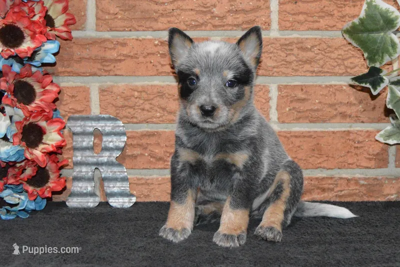 Letty#7 – Australian Cattle Dog puppy for sale in Canton, TX