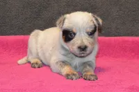 Letty#7, a female Australian Cattle Dog for sale in Canton, TX – 3 of 3