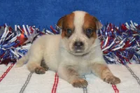 Teeter #1, a male Australian Cattle Dog for sale in Canton, TX – 3 of 4