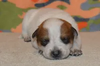 Teeter #9, a female Australian Cattle Dog for sale in Canton, TX – 4 of 4