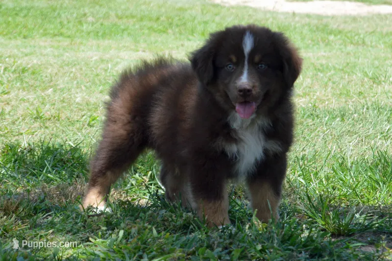 Kora #3 – Australian Shepherd puppy for sale in Canton, TX