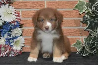 Kora #5, a male Australian Shepherd for sale in Canton, TX – 1 of 1