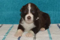 Roja #3, a male Australian Shepherd for sale in Canton, TX – 2 of 2