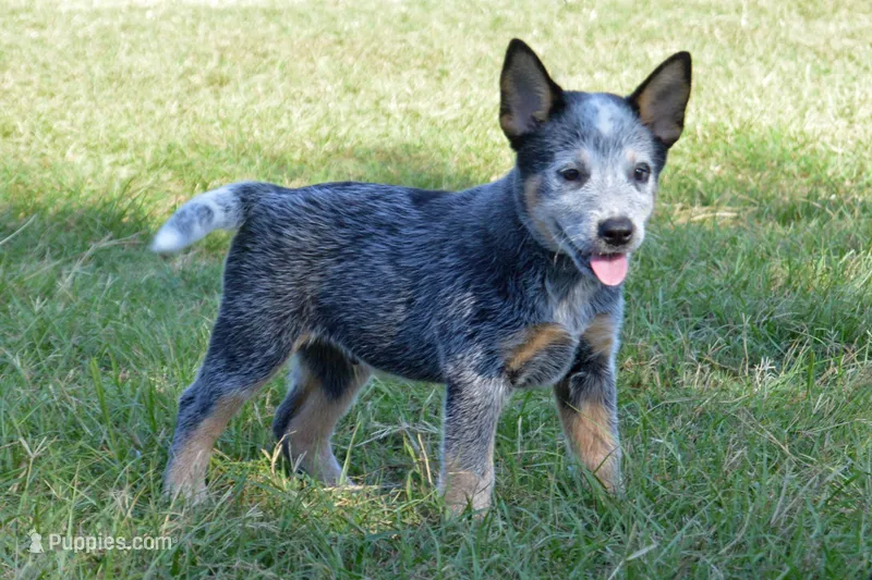 Zona #4 – Australian Cattle Dog puppy for sale in Canton, TX