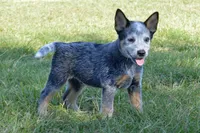 Zona #4, a male Australian Cattle Dog for sale in Canton, TX – 7 of 10