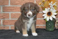 Kelcie #6, a female Australian Shepherd for sale in Canton, TX – Photo 2 of 6