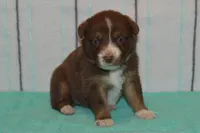 Kelcie #6, a female Australian Shepherd for sale in Canton, TX – Photo 6 of 6