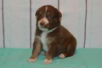 Kelcie #6, a female Australian Shepherd for sale in Canton, TX – Photo 5 of 6