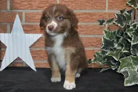 Kelcie #6, a female Australian Shepherd for sale in Canton, TX – Photo 1 of 6