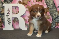 Kelcie #6, a female Australian Shepherd for sale in Canton, TX – Photo 3 of 6