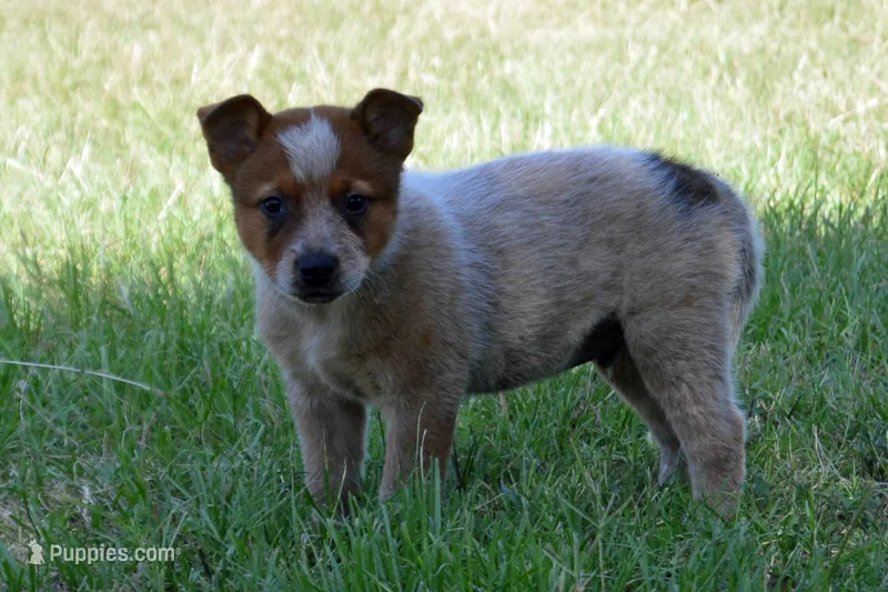 Teeter #5 – Australian Cattle Dog puppy for sale in Canton, TX