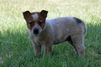Teeter #5, a male Australian Cattle Dog for sale in Canton, TX – 1 of 7