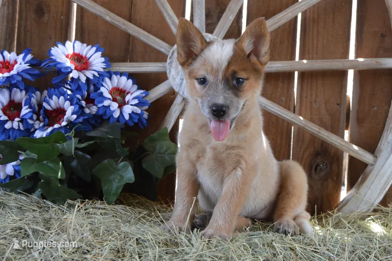 Zona #7 – Australian Cattle Dog puppy for sale in Canton, TX