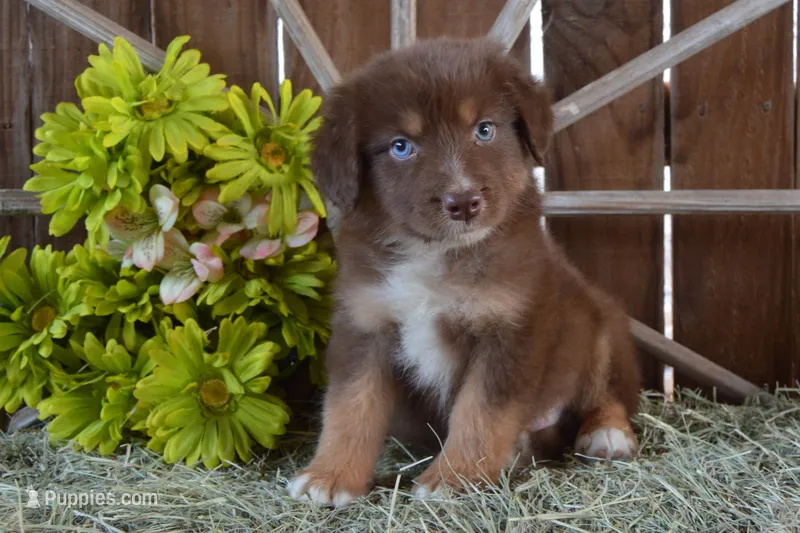 Roja #7 – Australian Shepherd puppy for sale in Canton, TX
