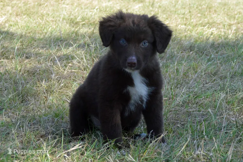 Roja #6 – Australian Shepherd puppy for sale in Canton, TX