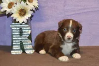 Onyx #6, a female Australian Shepherd for sale in Canton, TX – 3 of 4
