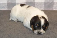 Molly #3, a female Australian Cattle Dog for sale in Canton, TX – Photo 1 of 2