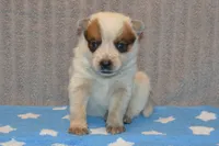 Zona #3, a male Australian Cattle Dog for sale in Canton, TX – 5 of 6
