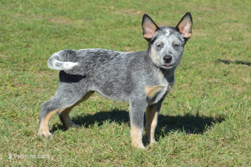 Zona #2 – Australian Cattle Dog puppy for sale in Canton, TX