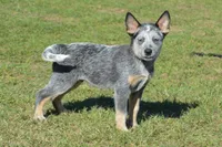Zona #2, a male Australian Cattle Dog for sale in Canton, TX – 9 of 9