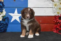 Kora #4, a male Australian Shepherd for sale in Canton, TX – 5 of 7