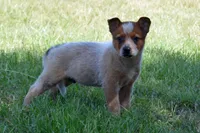 Teeter #5, a male Australian Cattle Dog for sale in Canton, TX – 2 of 7