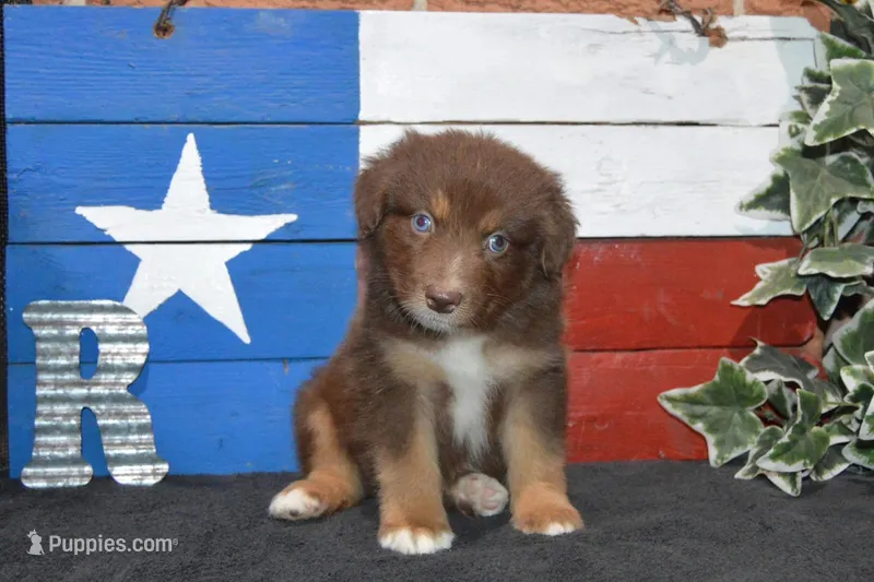 Roja #7 – Australian Shepherd puppy for sale in Canton, TX
