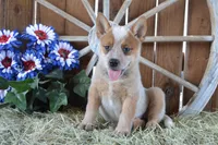 Zona #3, a male Australian Cattle Dog for sale in Canton, TX – 1 of 6