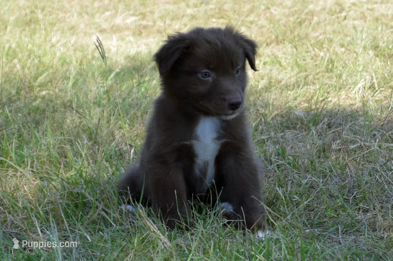Onyx #3 – Australian Shepherd puppy for sale in Canton, TX