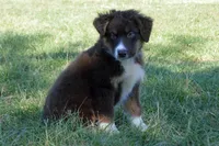 Roja #5, a male Australian Shepherd for sale in Canton, TX – 3 of 10