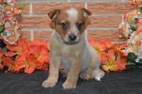 Teeter #5, a male Australian Cattle Dog for sale in Canton, TX – 3 of 7